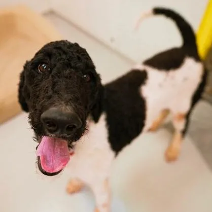 A young large-sized male Black Poodle dog named Huck for adoption in Cincinnati, OH