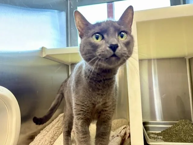 A senior medium-sized female Domestic Short Hair cat named Luna for adoption in Colorado Springs, CO