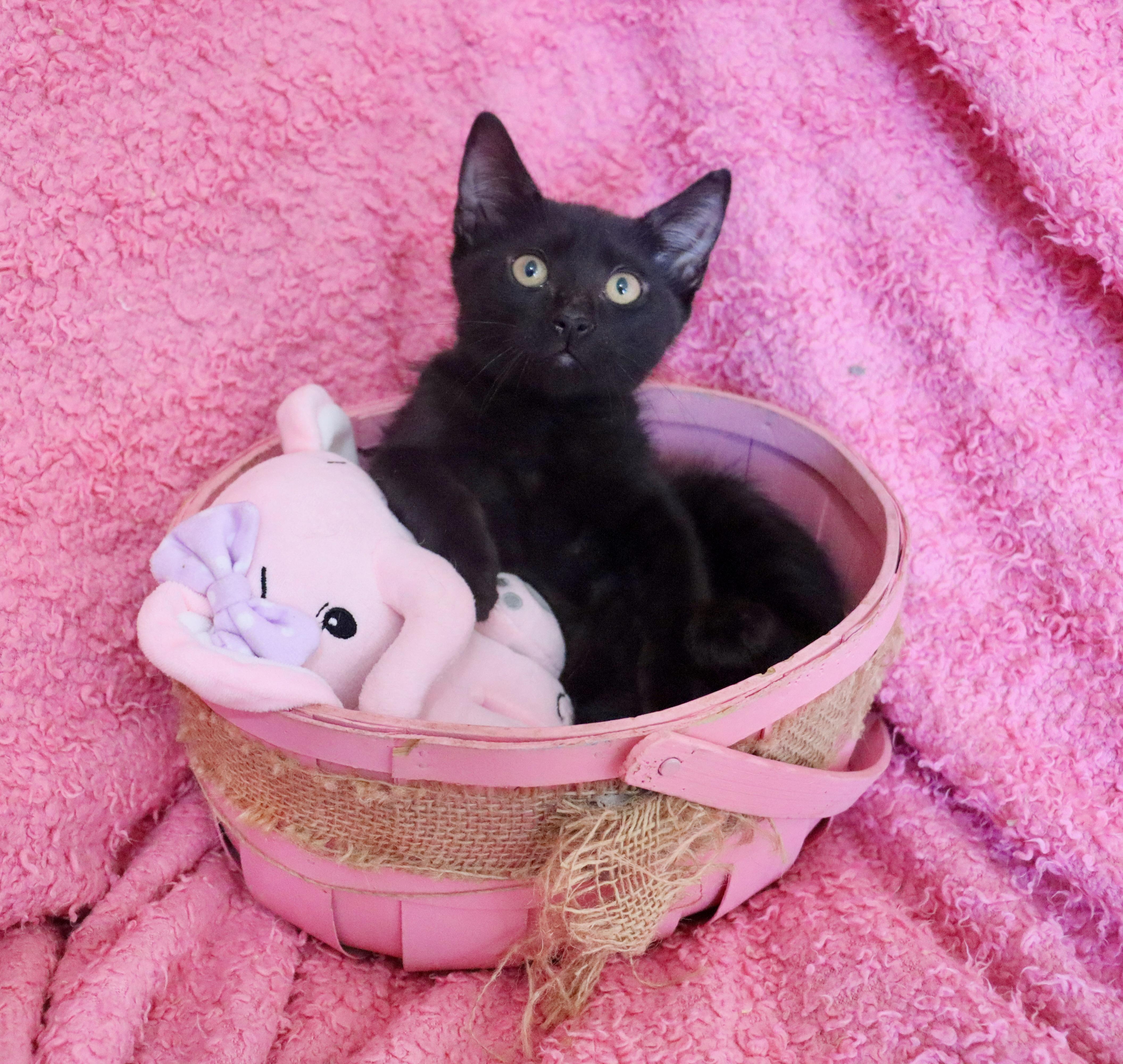 A baby medium-sized female Black Bombay cat named Lola for adoption in Saint Augustine, FL