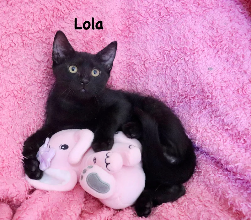 Lola thumbnail 4
