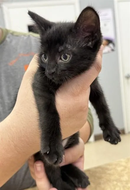 A baby small-sized female Domestic Short Hair cat named Rizzo for adoption in Killeen, TX