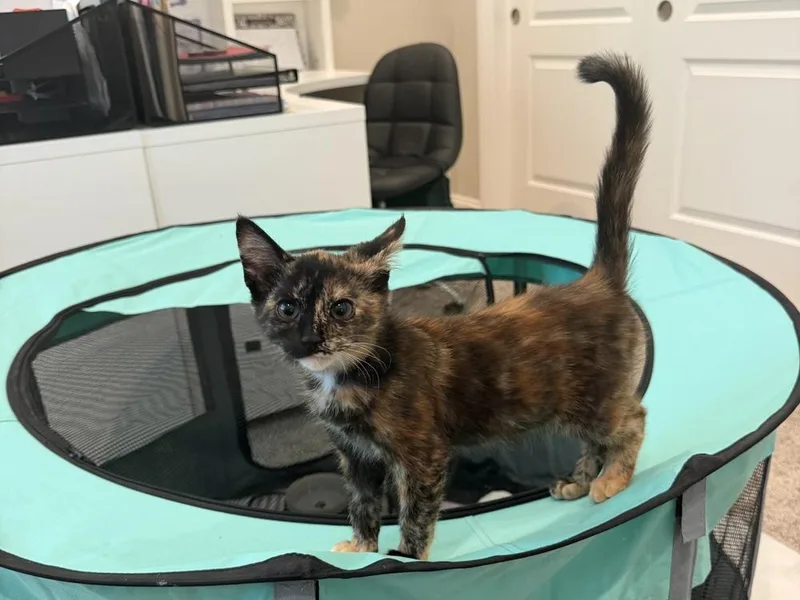 A baby small-sized female Domestic Short Hair cat named Daisy Robinson for adoption in Galt, CA