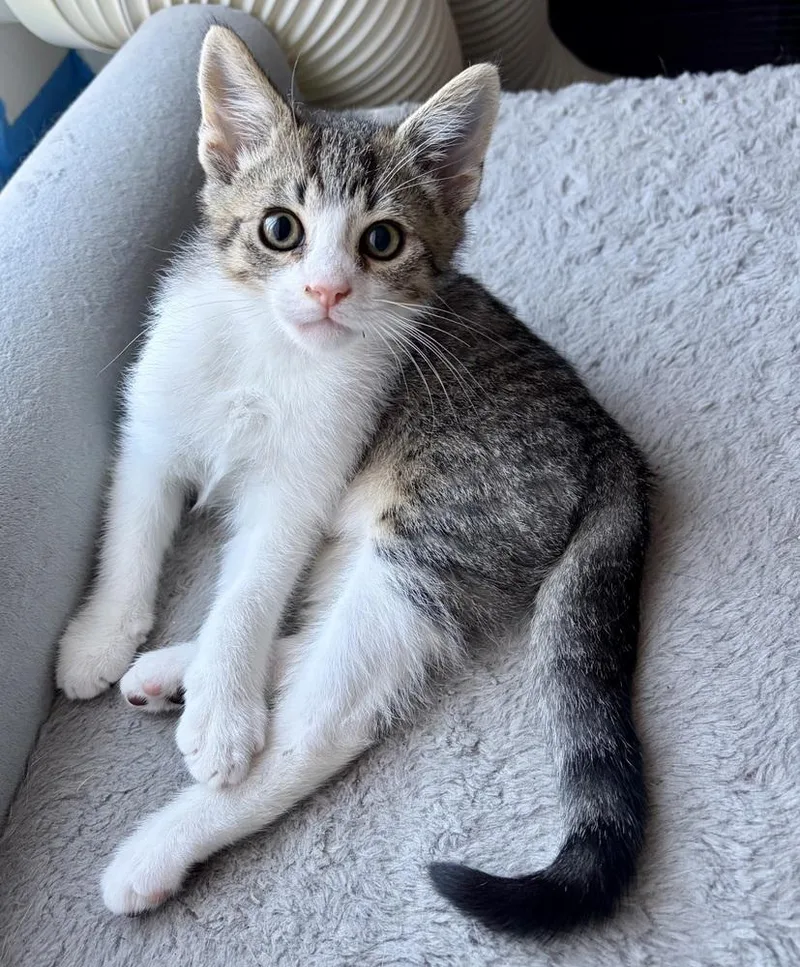 A baby small-sized male Black & White / Tuxedo Domestic Short Hair cat named Johnathan for adoption in Fremont, CA