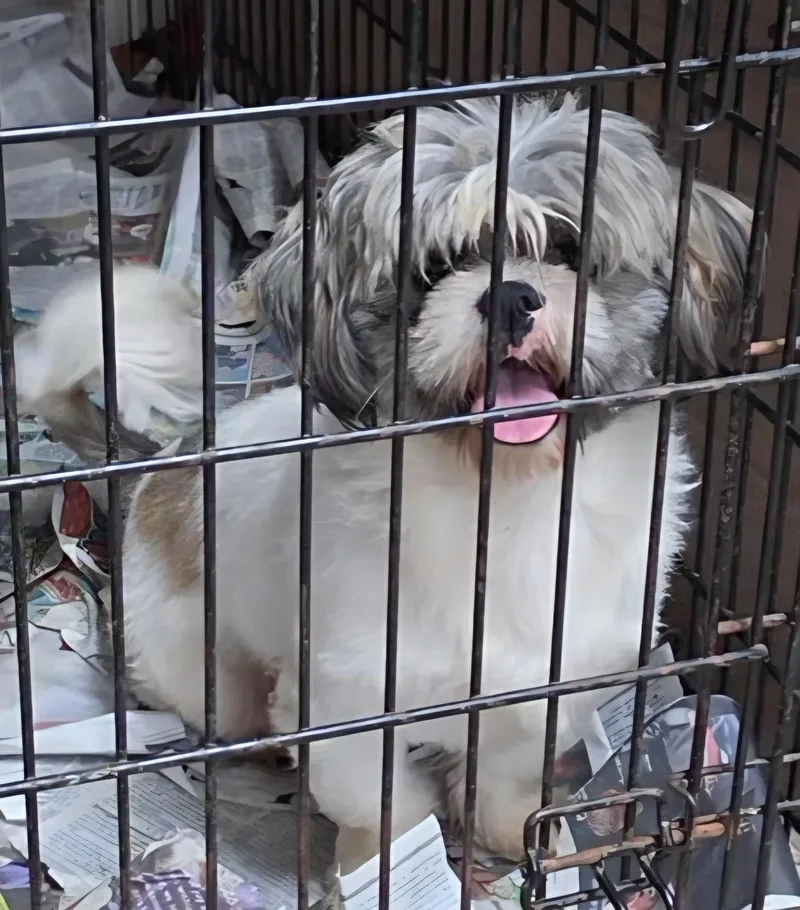 A young small-sized male Shih Tzu dog named Edgar for adoption in LaGrange, IN