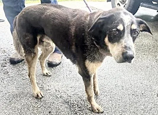 An adult medium-sized male Australian Cattle Dog / Blue Heeler dog named A for adoption in Houston, TX