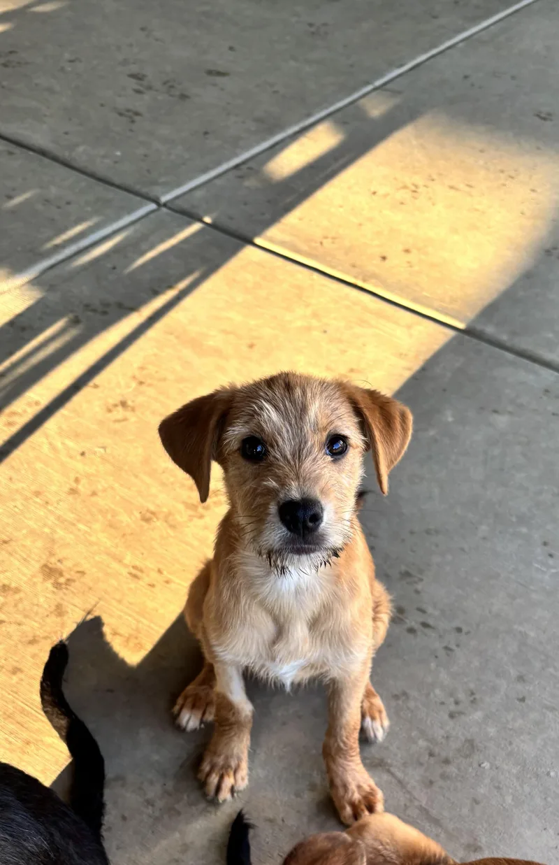 A baby medium-sized female Mixed Breed dog named Capri for adoption in Lexington, KY