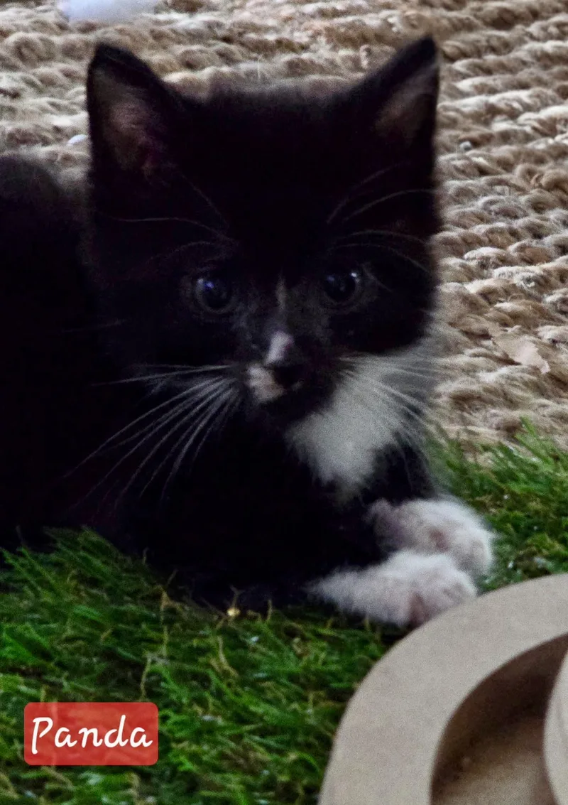 A baby small-sized male Black & White / Tuxedo Domestic Medium Hair cat named Panda for adoption in Saint Augustine, FL