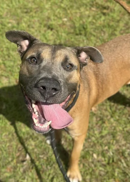 A young large-sized male American Staffordshire Terrier dog named Cowboy for adoption in Fort Lauderdale, FL