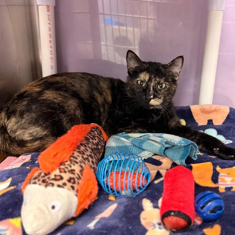 An adult medium-sized female Domestic Short Hair cat named Nelly for adoption in Cumming, GA