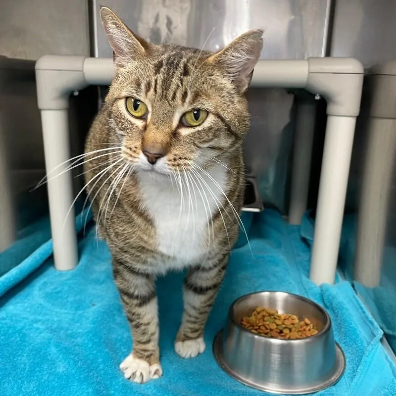 An adult medium-sized male Domestic Short Hair cat named Puss In Boots for adoption in Roanoke, VA