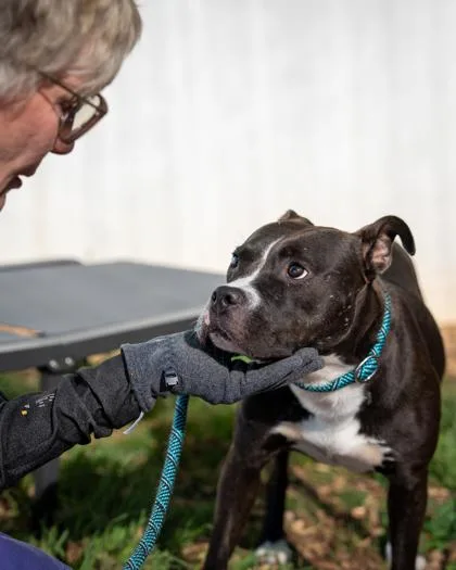 An adult medium-sized female Mixed Breed dog named Bebe for adoption in Chamblee, GA