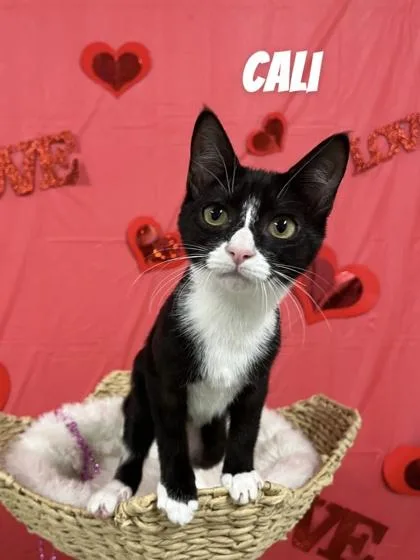 A young medium-sized female Black & White / Tuxedo Domestic Short Hair cat named Cali for adoption in Cashiers, NC
