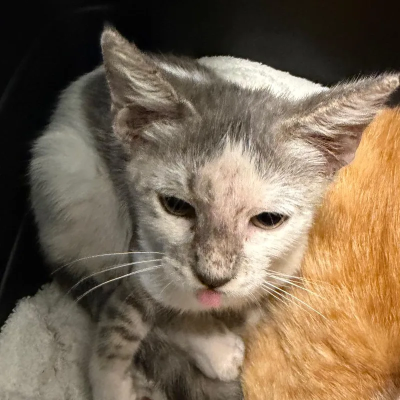 A baby small-sized female White Domestic Short Hair cat named Tinker Bell for adoption in League City, TX