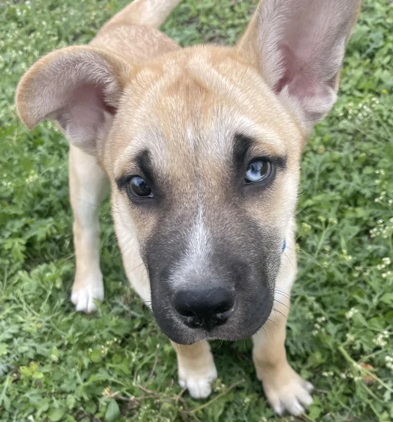 A young medium-sized male Apricot / Beige Shepherd dog named Charlie for adoption in CORPUS CHRISTI, TX