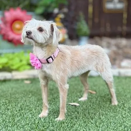 Hazel