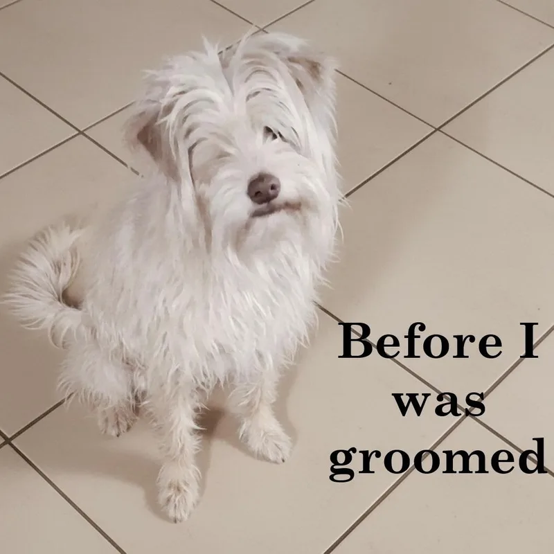 Hazel thumbnail 4