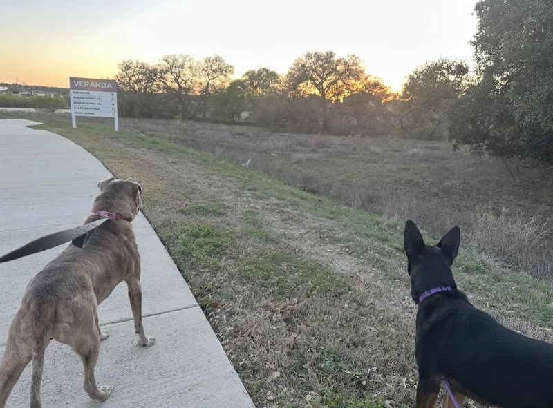 A young medium-sized female Australian Kelpie dog named Sienna for adoption in San Antonio, TX