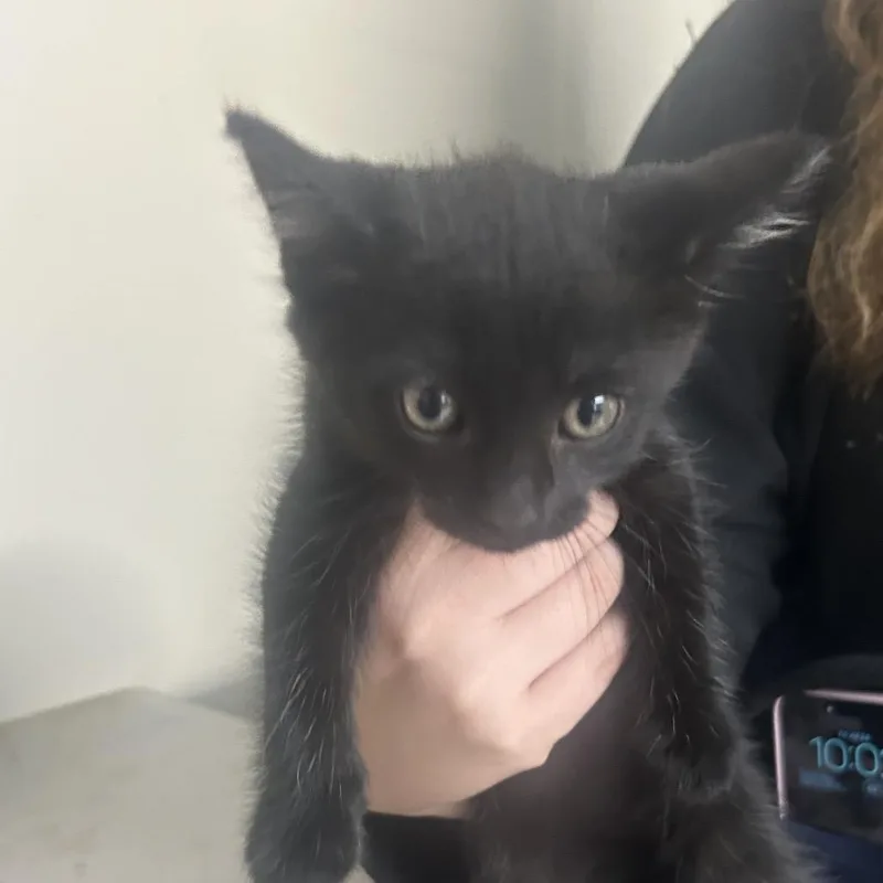 A baby small-sized male Black Domestic Medium Hair cat named Mystical for adoption in West Point, MS