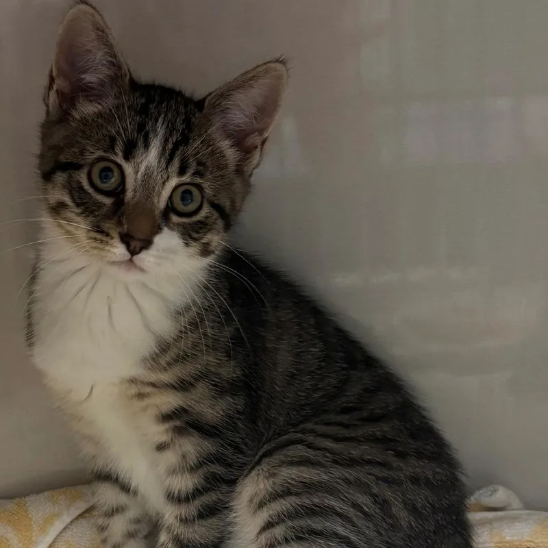 A baby small-sized male Gray / Blue / Silver Domestic Short Hair cat named Squan for adoption in East Hanover, NJ