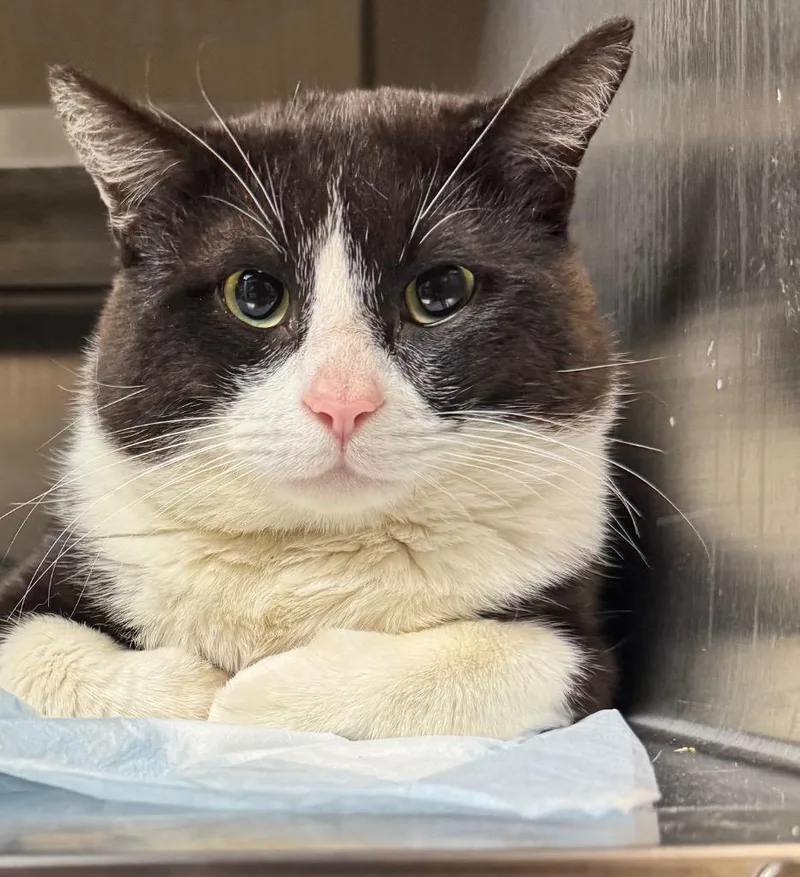 An adult medium-sized male Domestic Short Hair cat named Christian for adoption in Shelbyville, TN