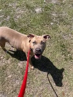 Tia