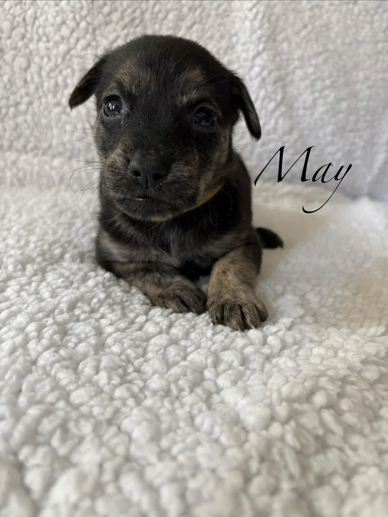 A baby medium-sized female Labrador Retriever dog named May Mama August Calendar for adoption in Carmel, NY