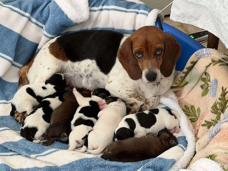 Belleaka Abigail Aka Abby thumbnail 2