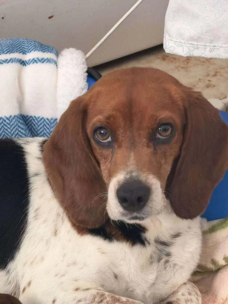 Belleaka Abigail Aka Abby thumbnail 3