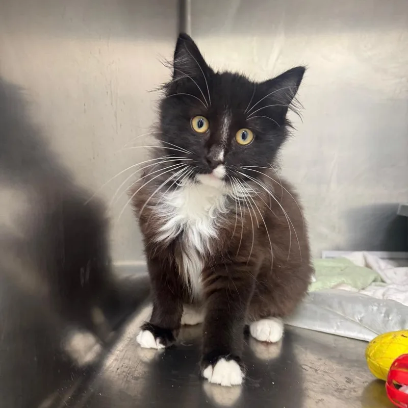 A baby small-sized male Black Domestic Medium Hair cat named Scar for adoption in Pekin, IL