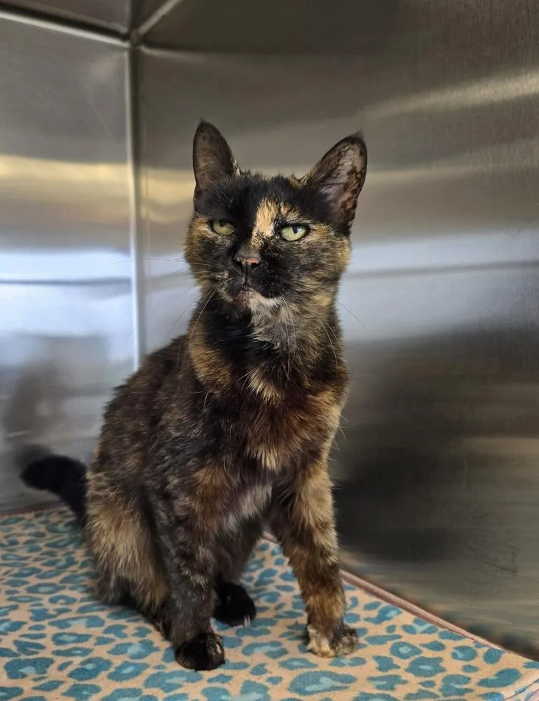 An adult medium-sized female Domestic Short Hair cat named Feline Dion for adoption in Dickson, TN