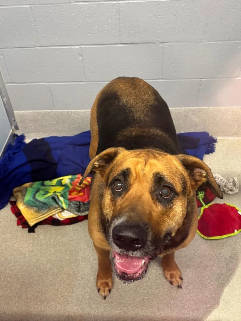 An adult medium-sized male Rottweiler dog named Hank for adoption in Bloomington, IN