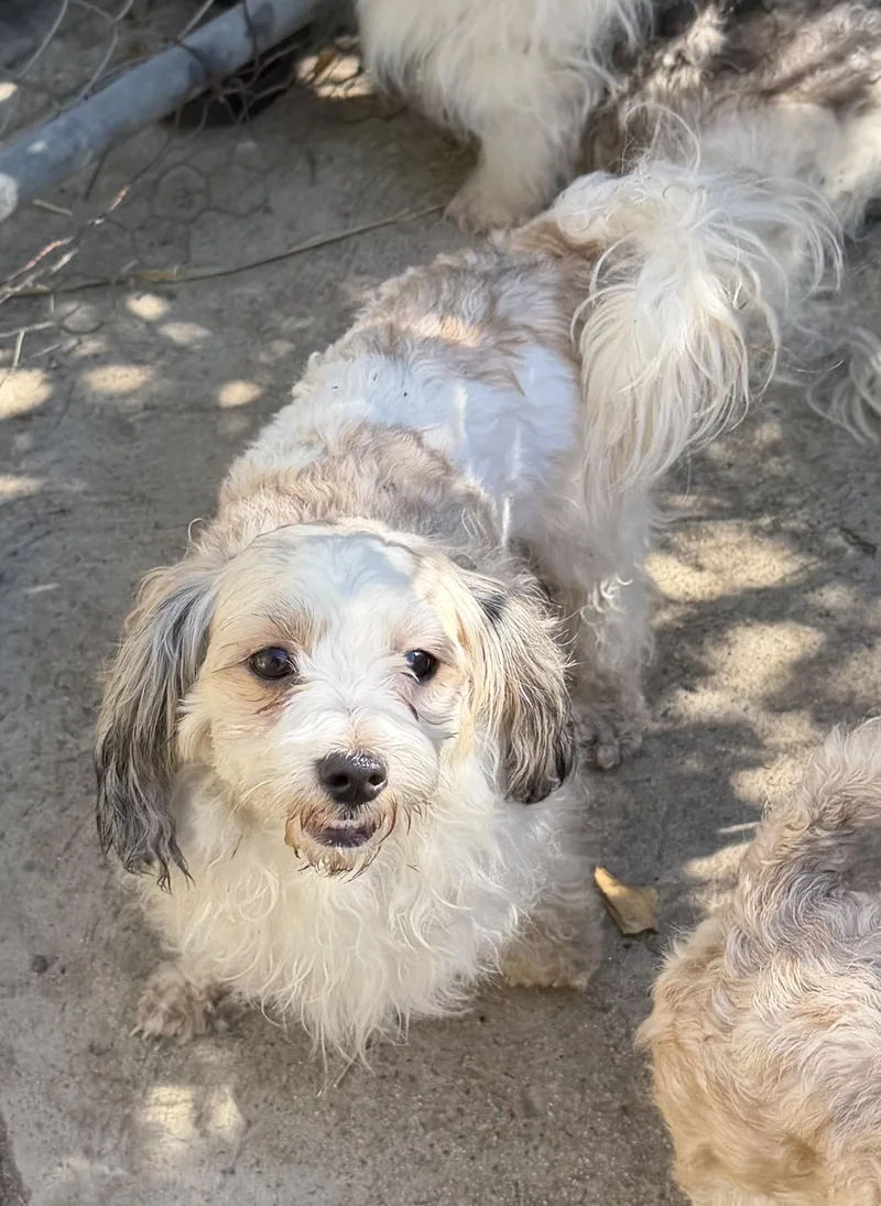 A young small-sized female Lhasa Apso dog named Princess for adoption in Encino, CA