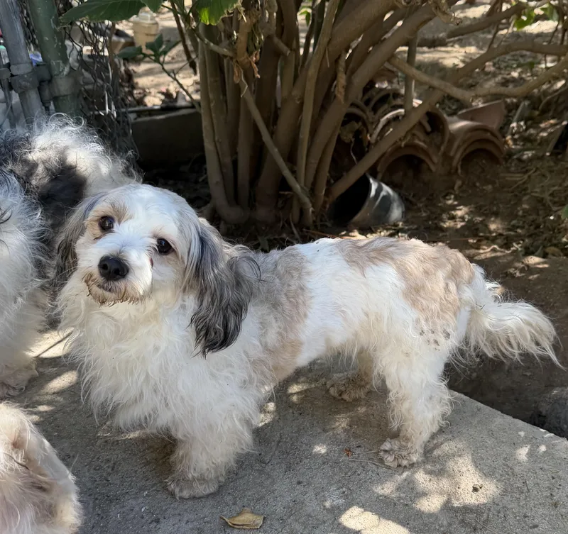 Princess thumbnail 3