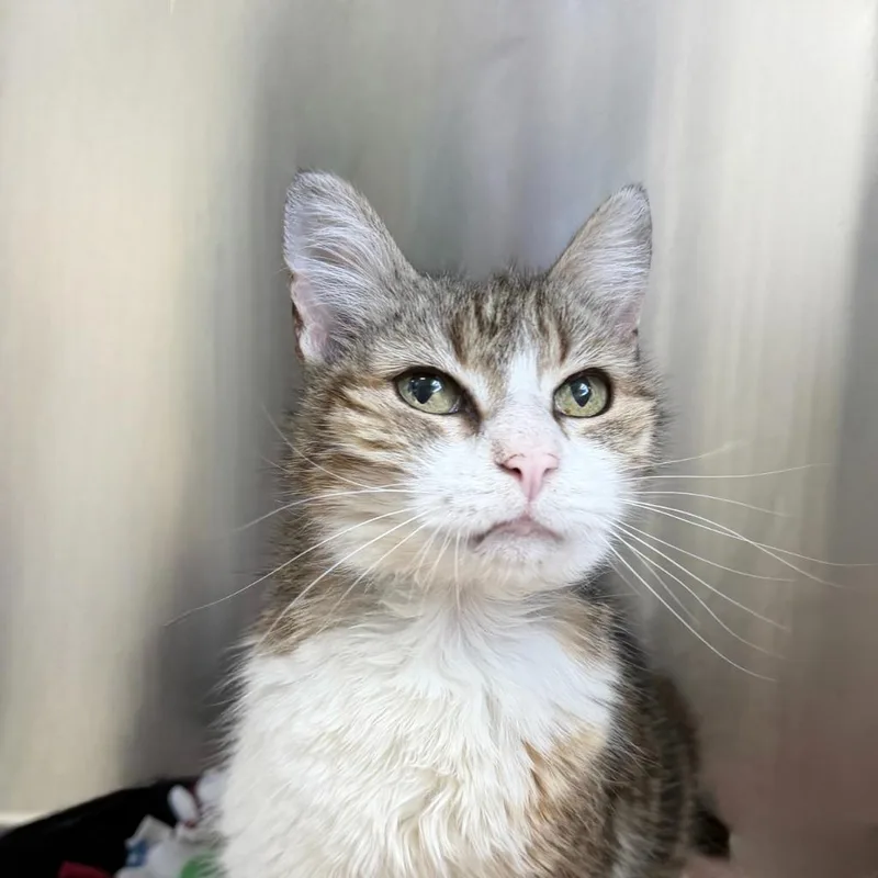 Florence thumbnail 2