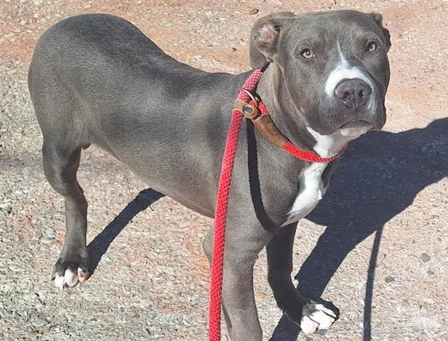 A young small-sized male Pit Bull Terrier dog named Dante for adoption in Albuquerque, NM