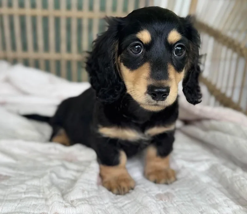 A young small-sized male Dachshund dog named Snickers for adoption in Woodsfield, OH