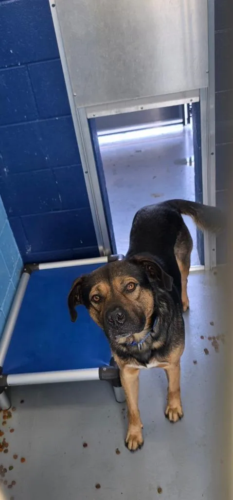 A young medium-sized male Shepherd dog named Bear for adoption in Hartsville, SC