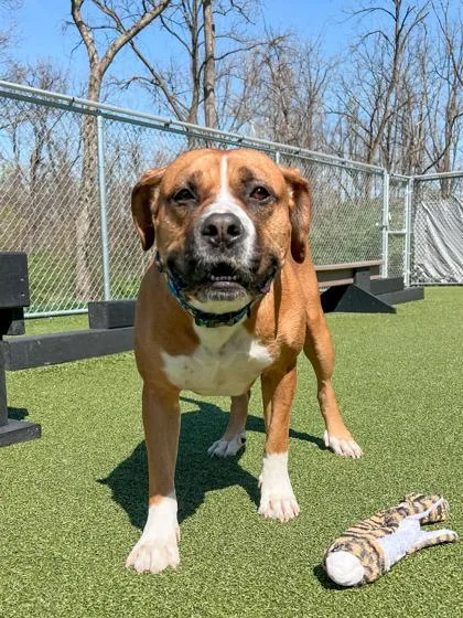 An adult large-sized male American Bulldog dog named Davinci for adoption in Fishers, IN