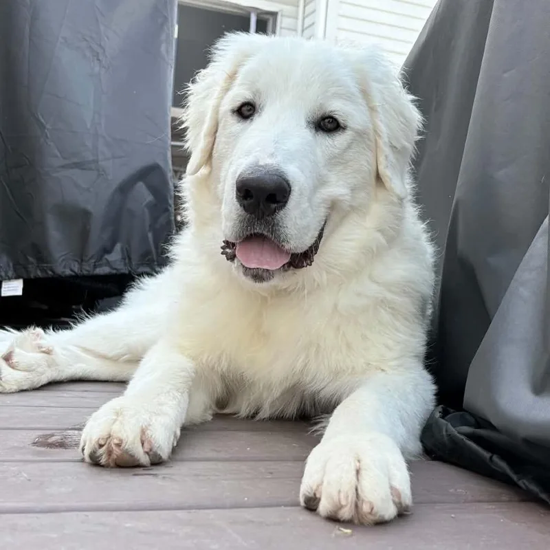 A baby extra large-sized male White / Cream Great Pyrenees dog named Murphy for adoption in St. Clair, MO