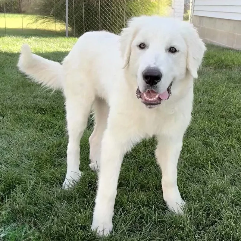 Murphy thumbnail 2