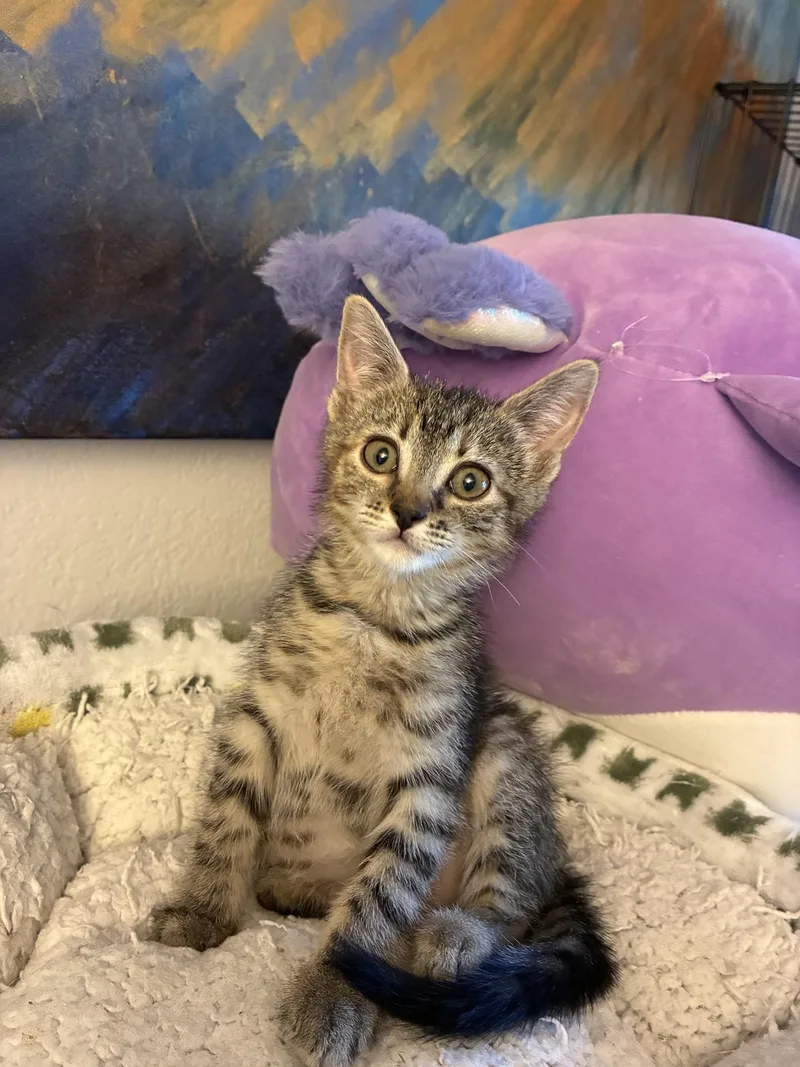 A baby medium-sized female Domestic Short Hair cat named Petrie for adoption in Reno, NV
