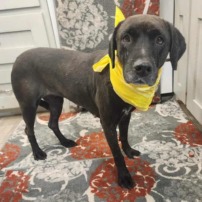 A young medium-sized female Black Labrador Retriever dog named Sincere for adoption in Oak Point, TX
