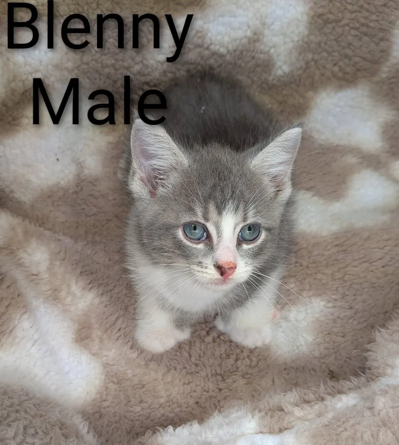 A baby small-sized male Gray & White Extra-Toes Cat / Hemingway Polydactyl cat named Blenny for adoption in Clarksville, TN