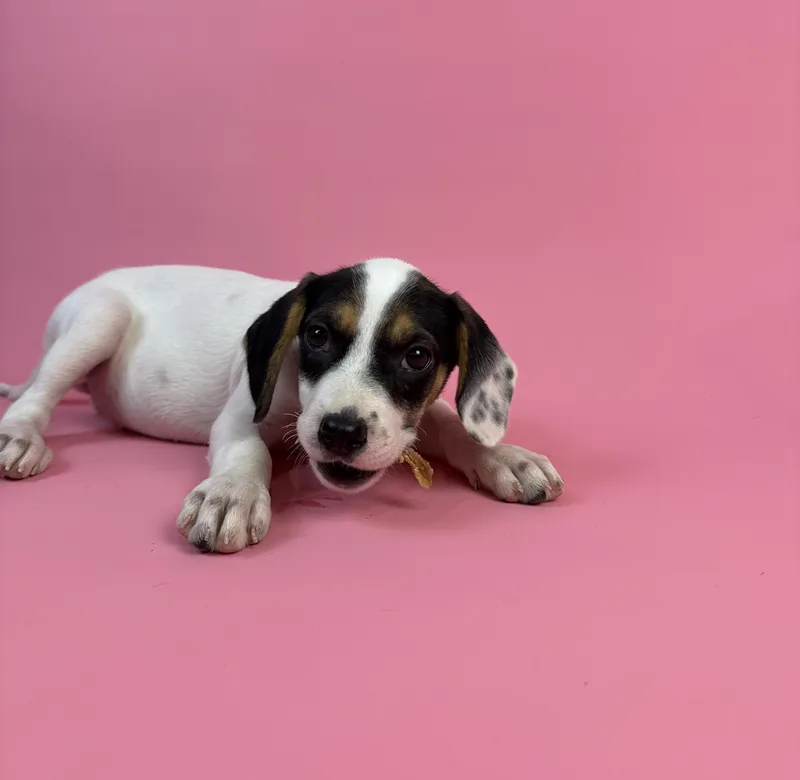 A baby small-sized female Tricolor (Brown, Black, & White) Chihuahua dog named Rosa Diaz for adoption in Alvin, TX