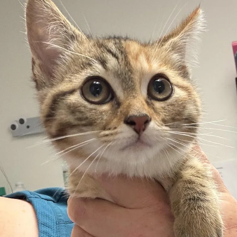 A baby small-sized female Torbie Domestic Short Hair cat named Mary Jane for adoption in Marion, VA