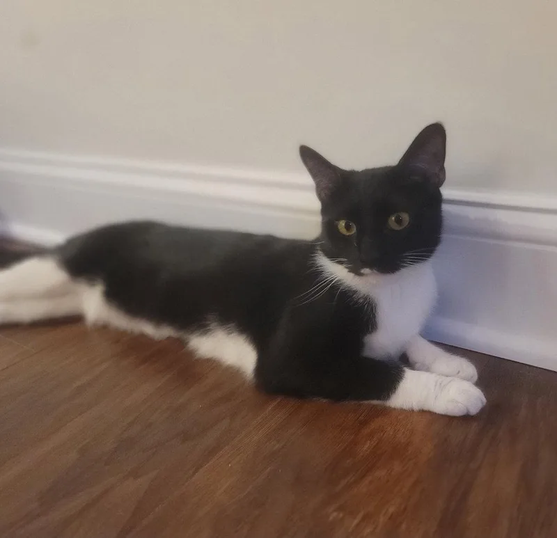 A young small-sized female Black & White / Tuxedo Domestic Short Hair cat named Maisie  Felv+ for adoption in Herndon, VA