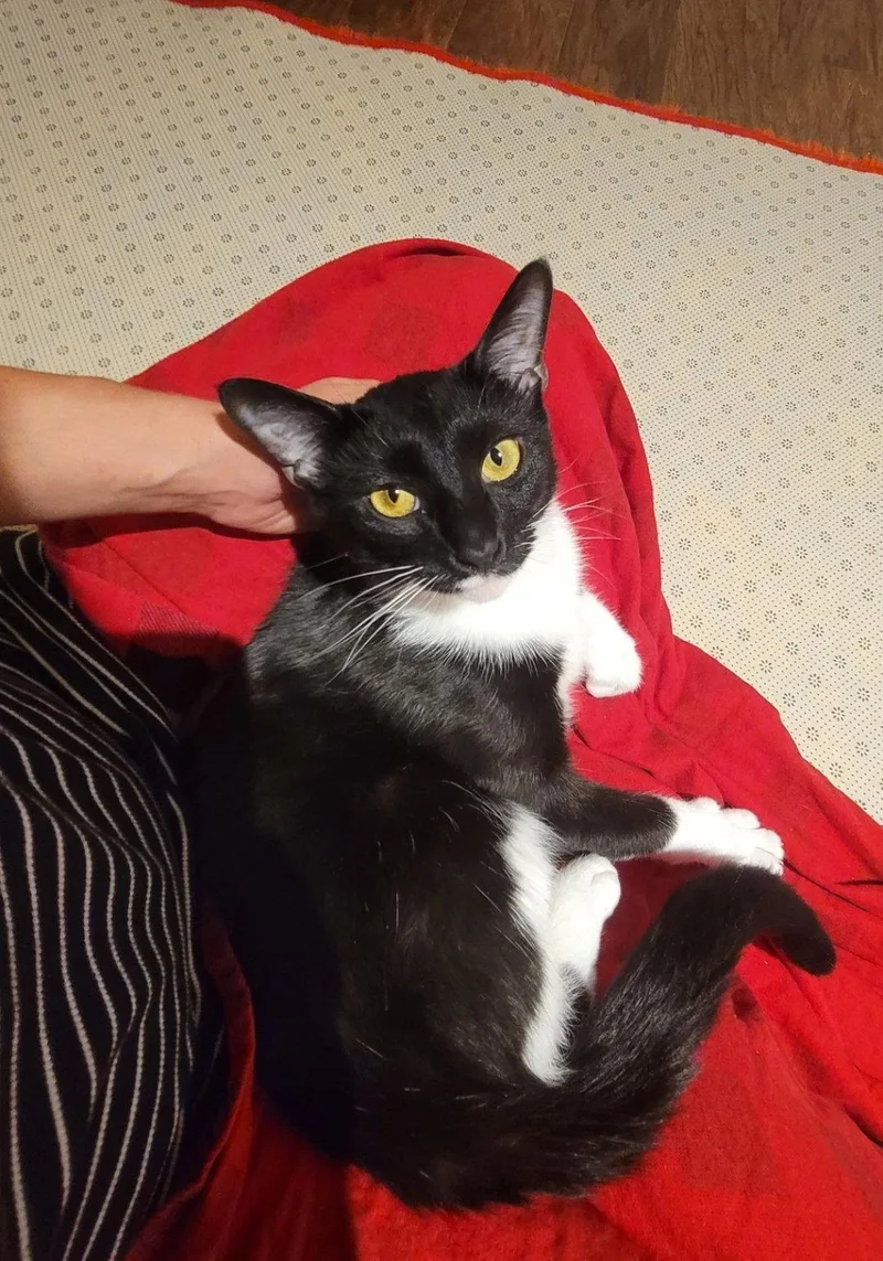 Maisie  Felv+ thumbnail 2