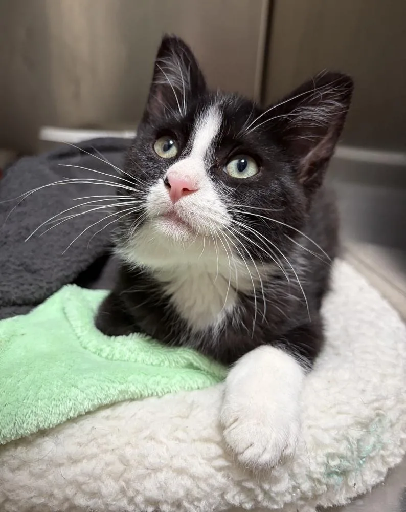 A baby small-sized male Black & White / Tuxedo Domestic Short Hair cat named Domino for adoption in Challis, ID