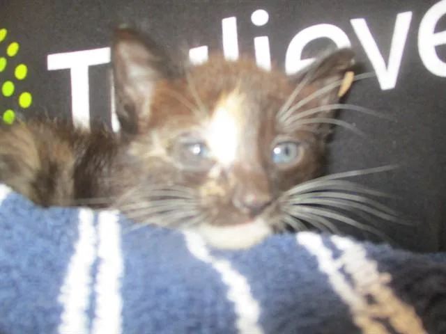 A baby small-sized female Domestic Short Hair cat named Calypso for adoption in Ocala, FL