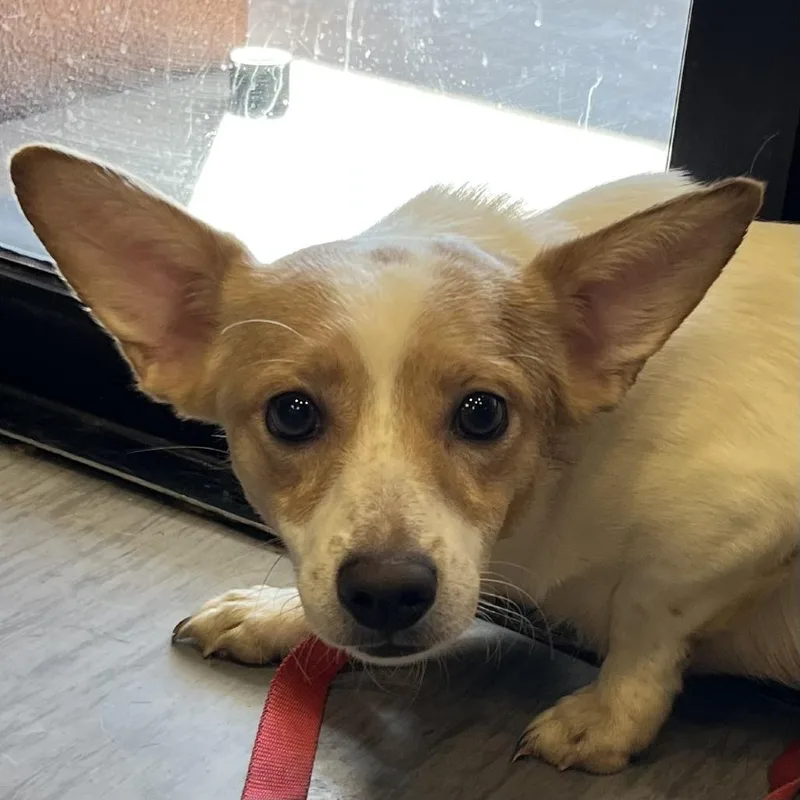 A young small-sized male White / Cream Mixed Breed dog named Finn for adoption in Palm Springs, CA
